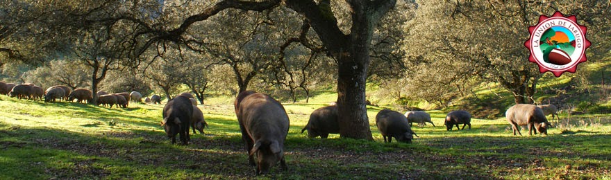 cerdos ibéricos de bellota en la dehesa